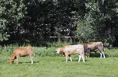 9278 Bilder aus Billwerder Weide mit Kühen, Billdeich.