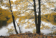 1321 Herbstbäume / Herbstlaub am Grossen Bramfelder See