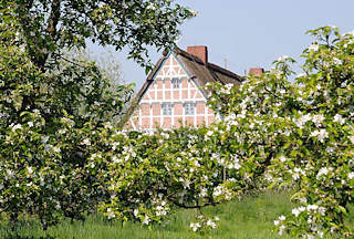 9100_7486 Giebel eines Fachwerkhauses hinter einer Kirschplantage; die Bäume tragen Blüten / Kirschblüte 