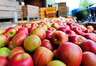 1859 Geerntete Äpfel in Kisten gefüllt - im Vordergrund die Apfelsorte Braeburn