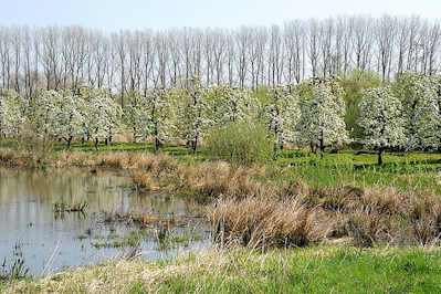 2695 Wasser Alte Süderelbe - blühende Obstbäume, kahle Pappeln - Stadtteilbilder HH-Francop.