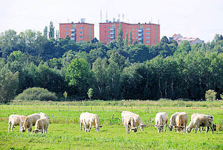8175 Kühe auf der Weide in Hamburg Gut Moor - im Hintergrund Hochhäuser von Hamburg Rönneburg.