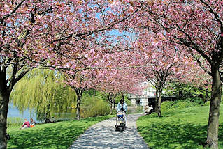 8104 Hamburg im Frühling - Japanische Kirschen am Ufer der Alster im Hamburger Stadtteil Hohenfelde - rosa Blütenpracht der Zierbäume in der Sonne.