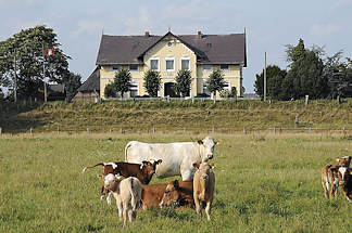 X34415 Kühe auf der Weide - Kälber bei der Mutterkuh - Einzelhaus hinter dem Deich.