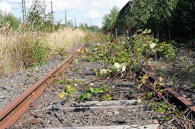 6524 Mit Brombeersträuchern überwachsene Gleisanlage des Wandsbeker Güterbahnhofs - rostige Eisenbahnschienen - stillgelegte Eisenbahnlinie.