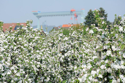 2819 Kirschplantage in HH-Neuenfelde - Werftkran der Sietaswerft an der Este im Hintergrund.