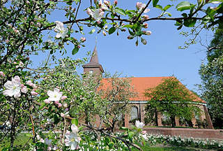 2760 Pfarrkirche St. Pankratius, Hamburg Neuenfelde - blühende Apfelbäume auf der Wiese.