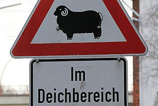 6571 Warnschild für Autofahrer - Schafe im Deichbereich.