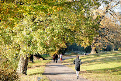 0471 Spaziergang im Park - Bilder aus Hamburger Grünanlagen; Weg unter Herbstbäumen im Jenischpark in HH-Othmarschen.