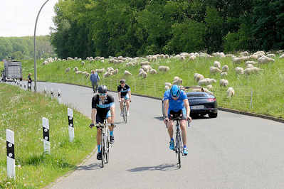 0443 Rennrad-Fahrer / Fahrradtour auf dem Kaltehofe Hauptdeich in Hamburg Rothenburgsort; eine große Herde Schafe weiden auf dem Elbdeich.