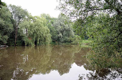 4669 Dorfweiher, Löschteich in Hamburg Sinstorf - Weiden stehen am Ufer, die Zweige hängen ins Wasser.