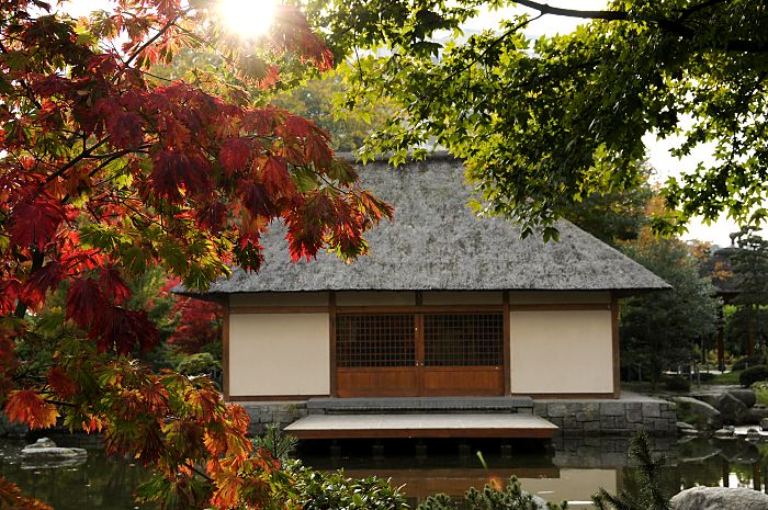 11_18984 Herbst in Hamburg - der Ahorn im japanischen Garten von Planten un Blomen hat seine Bltter lrot gefrbt. Der Japanische Garten wurde 1988 von Gartenarchitekt Yoshikuni Araki gestaltet;  die unterschiedlichen Pflanzen ergeben mit Felsen und flieenden Gewssern ein Abbild der japanischen Gartenkultur. Im Zentrum dieser Gartenanlage, liegt an einem See das Japanische Teehaus - hier werden die klassischen japanischen Teezeremonien abgehalten bei denen nach Jahrhunderte alter japanischer Tradition der Tee zubereitet und getrunken wird.  www.christoph-bellin.de