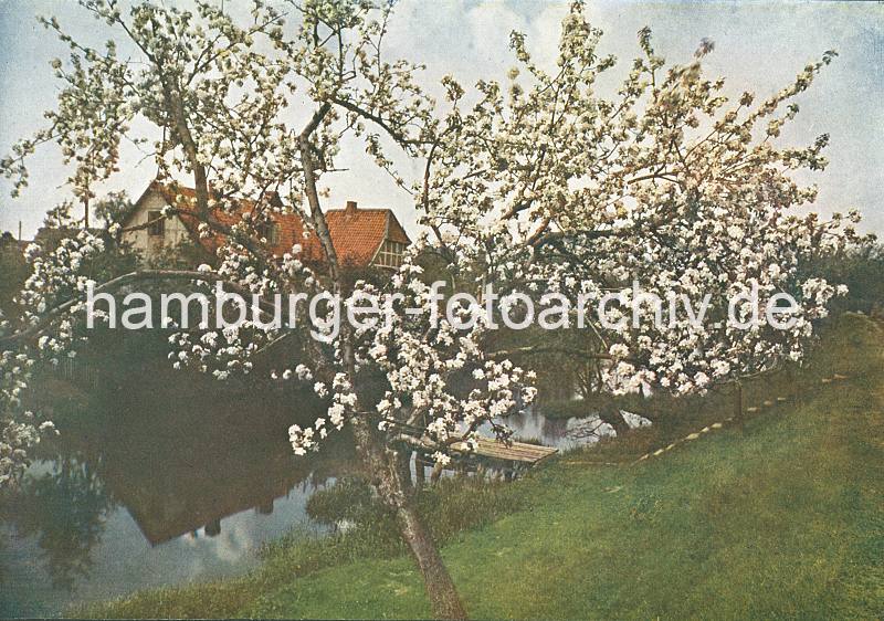 Alte Bilder aus dem Obstanbaugebiet an der LHE (ca. 1924). Blhender Obstbaum am Deich des Flusses. 024_1 Blick vom Deich auf die Lhe - eine Treppe fhrt vom Deich hinunter zum Bootssteg. Die Lhe war der Wasserweg, auf dem die Waren ber die Elbe zu ihrem Bestimmungsort transportiert wurden. Die Obstbauern belieferten zur Saison u.a. den Hamburger Markt mit ihrer Ernte, die auf Lastseglern mit geringen Tiefgang geladen wurde.