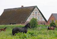 042_7399 Auf einer saftigen Weide am Ufer des Este stehen die Pferde kniehoch im Gras. Hinter dem Estedeich stehen die Wohnhuser geschtzt vor dem Hochwasser des Flusses.