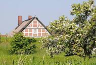 043_7472 Obstbume stehen auf einer Wiese nahe der Este - ein Kirschbaum steht in voller Blte; lks. sind neu gepflanzte junge Bume zu erkennen. Hinter dem Deich liegt ein vor Sturmfluten geschtztes Fachwerkhaus.