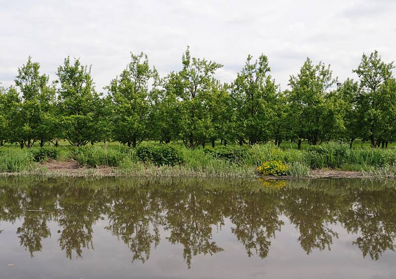 Fotos aus dem Alten Land - Obstanbaugebiet, Obstkorb Hamburgs. Obstplantage am Ufer der Este - Spiegelung im Wasser.  046_7492 Obstbume am Ufer der Este spiegeln sich im Wasser des einst fr den Gterverkehr wichtigen Altlnder Flusses. Auf der Este herrschte frher reger Gtertransport; in Buxtehude waren zahlreiche Industriebetriebe ansssig, die von dort aus ihre Waren verschifften. Insbesondere die Erzeugnisse der Mhlen und Ziegeleien wurden auf dem Wasserwege transportiert, ebenso das Obst der Altlnder Bauern. Jetzt wird auf der Este kaum noch Gterverkehr durchgefhrt.