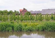 047_7529 Obstplantage am Esteufer bei Estebrgge im Alten Land - dicht an dicht stehen die jungen Kirschbume auf der Wiese am Wasser. Zwischen den Bumen stehen Stangen mit denen zur Reifezeit der Kirschen Planen gehalten werden, die die Vgel vom Naschen abhalten sollen.