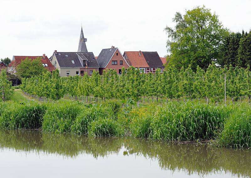 Bilder aus dem Alten Land - Obstanbaugebiet bei Estebrgge / Jork. Kirchturm der St. Martinikirche + Wohnhuser des Kirchspiels Estebrgge. 050_4296 Bis an die Wohnhuser Estebrgges erstreckt sich die Kirschplantage - der Ortsteil gehrt zur Gemeinde  Jork. ber die Dcher der Ortschaft ragt der Kirchturm der St. Martini-Kirche, deren Ursprung bis in die Mitte des 15. Jhd. geht.