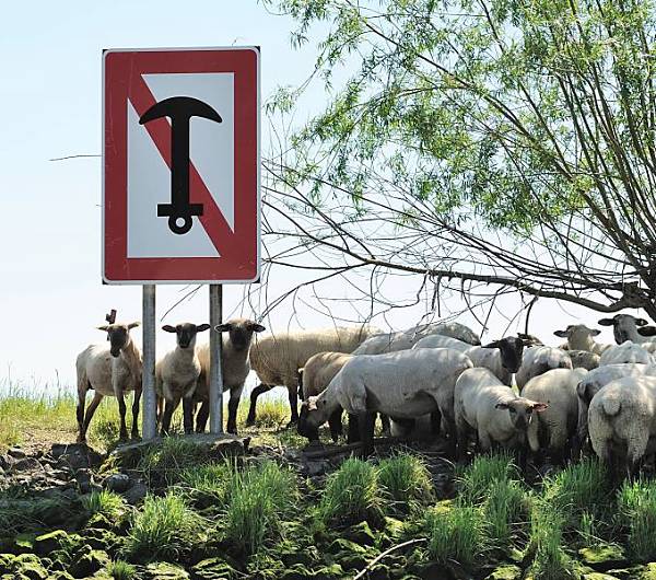 Schild "ANKERN VERBOTEN" - Schafe am Ufer der Schwinge.  066_4821 Im Mndungsgebiet der Schwinge in die Elbe ist das Ankern fr Schiffe verboten - ein groes rotumrandetes Schild mit einem Anker, der rot durchstrichen ist, weist auf das Ankerverbot hin. Eine Herde Schafe am Ufer der Schwinge sucht im Schatten einer Weide Schutz vor der Sonne. 