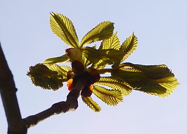 011_15494 - die zarten Bltter des Baumen haben sich geffnet und sind im Gegenlicht der Sonne noch durchscheinend.