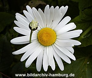 hamburg stadtpark