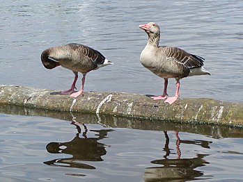 Hamburg Alster Gnse